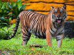 harimau-sumatera-yang-ada-di-kebun-binatang-surabaya.jpg