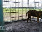 harimau-sumatera_20170330_165859.jpg
