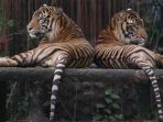 harimau-sumatera_20170729_084027.jpg