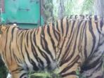 harimau-sumatera_20181027_202136.jpg