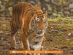 harimau-yang-menghuni-ragunan-zoo.jpg