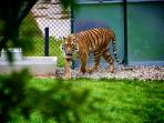 harimau_20161017_112232.jpg