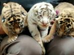 harimau_20170114_114025.jpg
