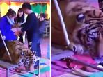 Kejam! Demi Pertunjukan Seperti Ini, Pertunjukan Sirkus Tega Ikat dan Tekan Kepala Harimau
