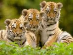 harimau_20170315_102134.jpg
