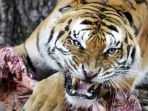 harimau_20170710_091639.jpg