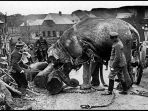 hasib-hewan-saat-perang-dunia-ke-i_20170330_142645.jpg