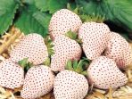 Buah Unik - Lagi! Jepang Buat Strobery Warna Putih, Harga Per Bijinya Bikin Bokek Dadakan