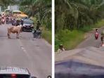 heboh-sapi-hadang-ratusan-pemudik-hingga-buat-macet-panjang.jpg