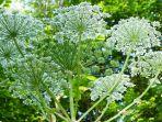 heracleum-mantegazzianum-atau-giant-hogweed.jpg
