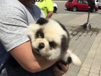 hewan-diduga-panda_20170716_170837.jpg