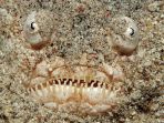 hewan-laut_20171111_103701.jpg