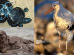 Begini Dampak Mengerikan Sampah bagi Hewan, Cangkang Tak Berbentuk hingga Mati karena Makan Plastik