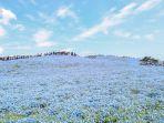 hitachi-seaside-park-di-jepang.jpg