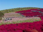hitachi-seaside-park-hitachinakaibaraki.jpg