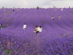 hitchin-lavender-hertfordshire-inggris_20171219_210031.jpg