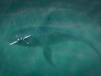 hiu-basking-berenang-di-bawa-perahu-pendayung.jpg