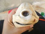 hiu-cyclops_20170525_134527.jpg