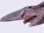 hiu-goblin_20161014_175051.jpg