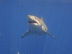 hiu-putih-great-white-shark.jpg