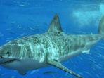 hiu-putih-raksasa-carcharodon-carcharias.jpg