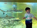hiu-sirip-hitam-di-central-park-zoo.jpg