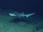 hiu-sixgill-terlihat-saat-menjelajahi-santa-rosa-reef-selatan-guam.jpg