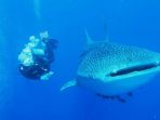 hiu_20170619_211026.jpg