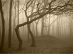hoia-baciu-forest_20170226_205229.jpg