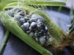 Makanan Ekstrim - Traveling ke Kota Ini, Siap-siap Sarapan Lauk Jamur dari Jagung Busuk