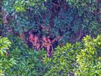 Ngeri! Lihat Reaksi Suku Terasing di Hutan Amazon Saat Bertemu Manusia Modern, Panah Siap Dilepaskan