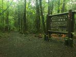 hutan-aokigahara-di-jepang.jpg