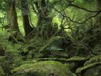 hutan-aokigahara-jepang_20161014_141116.jpg