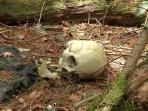hutan-aokigahara-jepang_20161212_201412.jpg