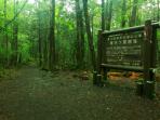 hutan-aokigahara_20160903_193319.jpg