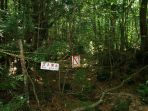 hutan-aokigahara_20170304_230203.jpg