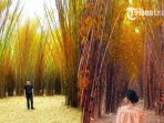 hutan-bambu-keputih_20171015_184053.jpg
