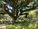 hutan-de-jawatan_20170915_085052.jpg