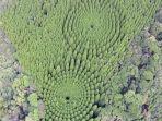 hutan-dengan-formasi-pepohonan-unik-mirip-crop-circle-di-jepang.jpg