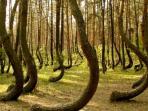 hutan-hoia-baciu_20160916_165524.jpg