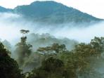 hutan-indonesia_20161120_222356.jpg