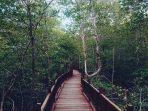 hutan-mangrove-di-sukadana.jpg