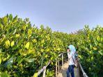 hutan-mangrove-edupark.jpg