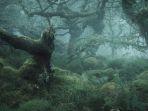 hutan-menyeramkan-di-inggris.jpg