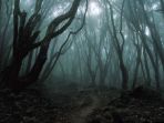 hutan-misterius_20180311_201315.jpg
