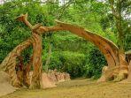 hutan-osun-osogbo-di-nigeria.jpg