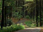 hutan-pinus-di-taman-wisata-alam-gunung-pancar-bogor-yang-cocok-untuk-bersepeda.jpg