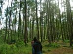 hutan-pinus-gunung-soputan_20181004_144901.jpg