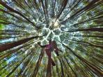hutan-pinus-imogiri_20160801_212501.jpg