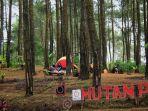 hutan-pinus-kalilo-purworejo.jpg
